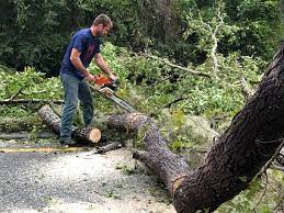 Best Tree Preservation Services  in Sonora, CA